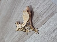 Crested gecko
