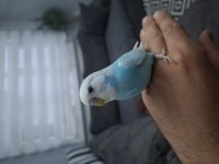 Yavru muhabbet kuşları