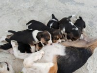 Safkan 4 erkek beagle yavrular