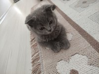 Acil sahiplendirilecek dişi scottish fold