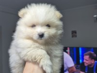 3 adet erkek pomeranian yavru
