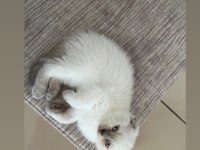Pamuk şekerleri kedilerim