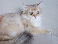British longhair cok uyguna verilecek