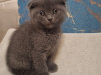 Scottish fold kedisi