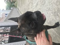 French bulldog