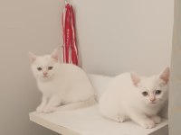 Sevimli iki bacı kedimiz