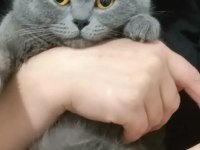 15 aylık british shorthair