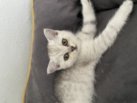 British shorthair kedimi sahiplendirmek istiyorum