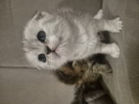 Bebiş scottish fold kediler