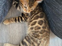 OZYFELINES Seçkin Bengal Yavruları