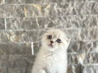 SCOTTISH FOLD SAFKAN YAVRULARIM 