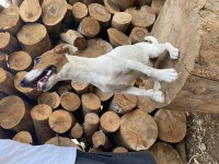 Çift Maskeli Safkan Jack Russell