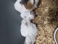 Yavru guinea pig