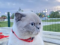 Blue point british shorthair