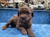 Kore Red Brown Poodle Yavrularımız