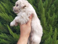 Maltipoo erkek bebeklerimiz