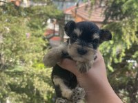 Schnauzer tatlışşş bebişleer