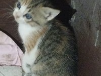Sağlıklı melez bebek kediler