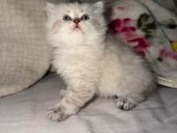 British longhair sağlık ırk garantili