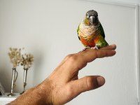 Konur papağanı sahiplenmek ister misiniz?