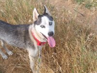 SİBİRYA KURDU HUSKY TAKAS DÜŞÜNÜLÜR