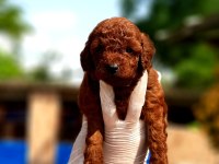 Toy poodle yavrularında son nokta