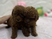 2.5 Aylık Toy Poodle Bebekler