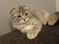 Güzel scottish fold kızım yeni yuvasını arıyor