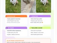 Hollanda Lop Tavşanı 6 Aylık