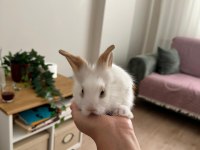 Lop teddy tavşan