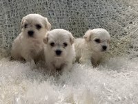 Evlerine gitmeye hazır maltese bebekler
