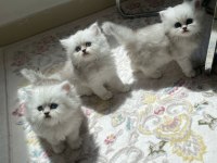 Silver dişi british longhair yavrular