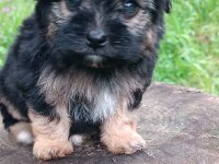 Morkie erkek