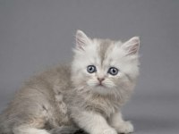British Longhair Yavru