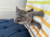 Fırtına gibi oyun kedisi