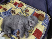 2 aylık british shorthair yavru kedilerimiz