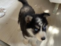 A Kalite Mavi Gözlü safkan Sibirya Kurdu Husky