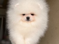 KRALİÇE GİBİ POMERANİAN BOO DİŞİ