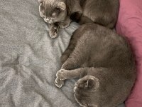 Ücretsiz verilecek british shorthair kediler