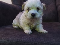 Morkie yavrularımız