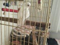 Forpus Albino 50 Günlük Erkek