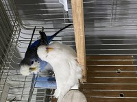 Jumbo çift A kalite muhabbet kuşlar