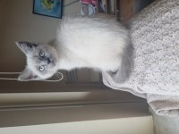 Blue point british shorthair