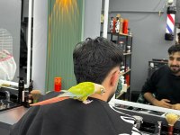 Çift ve sağlıklı ve eğitimli konur papağanı
