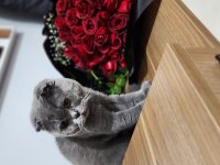 3 yaşında scottish fold erkek kedimiz