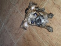 Şivava terrier yavrusu