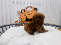 Red Brown 2 Aylik Toy Poodle Yavrularımız