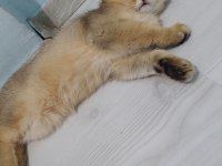 BRİTİSH SHORTHAİR GOLDEN