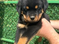 A kalite rottweiler bebekler yeni yuvalarını arıyorlar