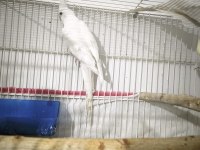 Cream face albino çift sultan